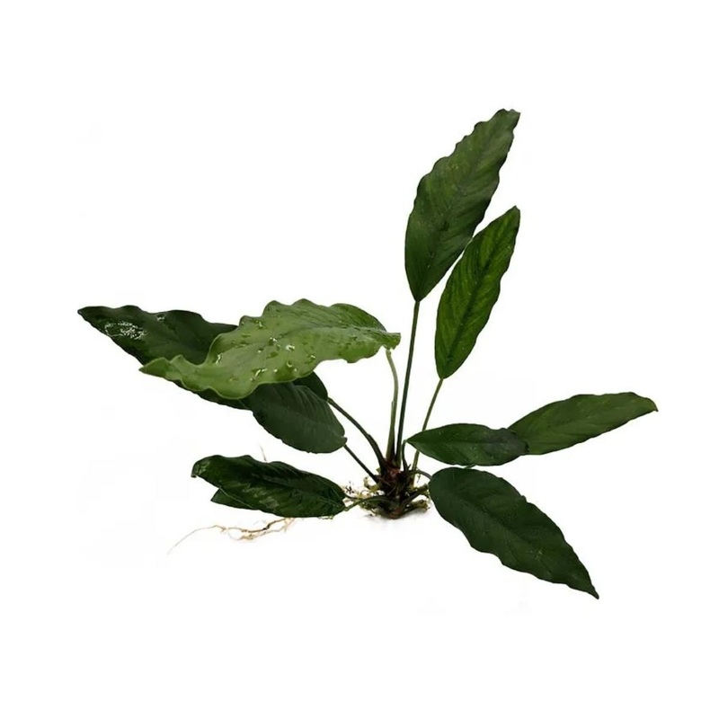 Anubias Afzelli