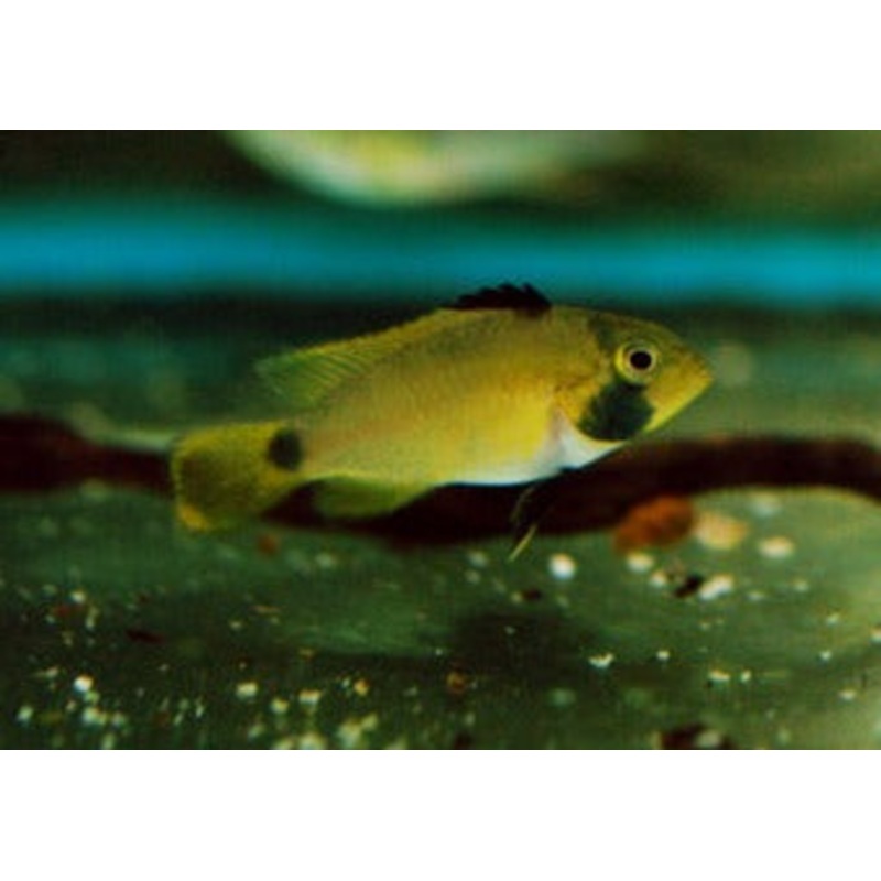 Apistogramma Nijsseni