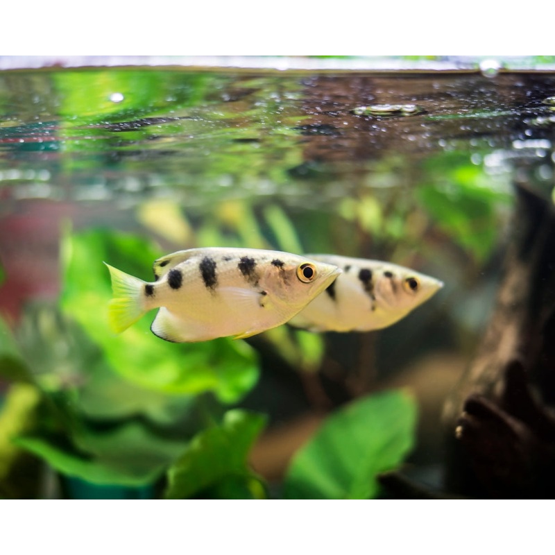 Archer Fish