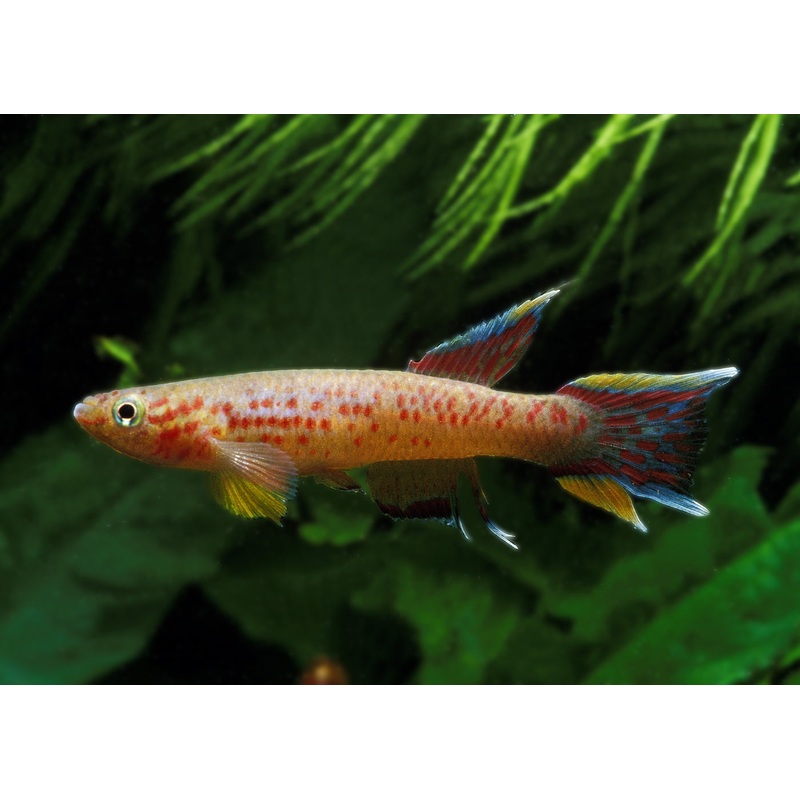 Assorted Aphyosemion Male