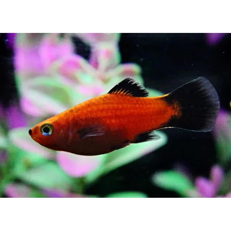 Assorted Platy