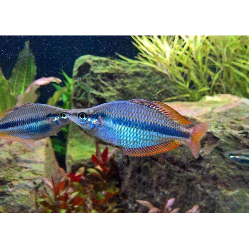 Banded Rainbowfish - Wonga Creek