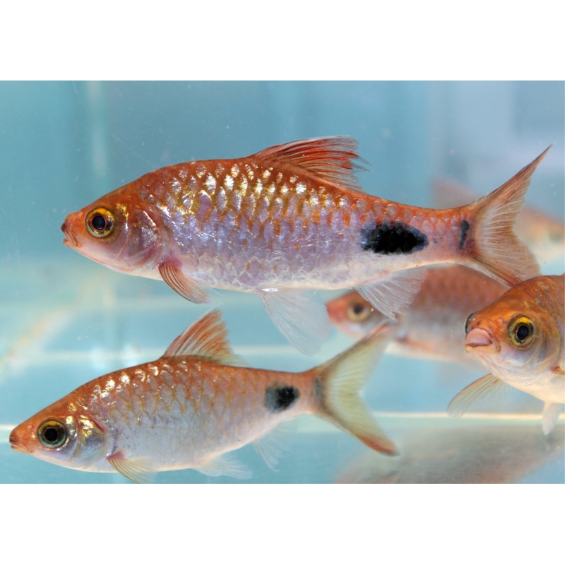 Black Spot Barb X 10