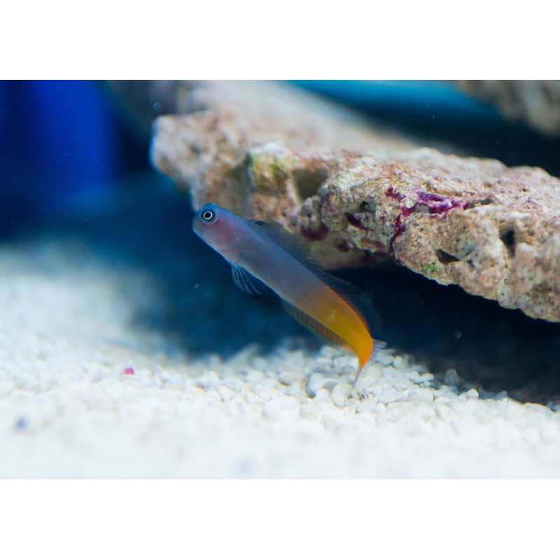 Blenny - Bicolour
