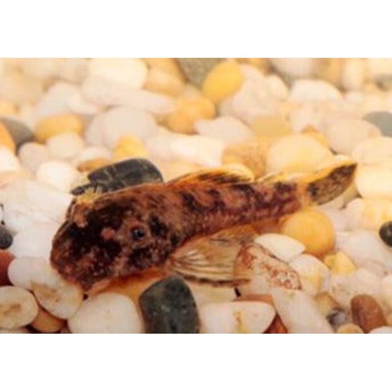 Bristlenose Catfish - Marble