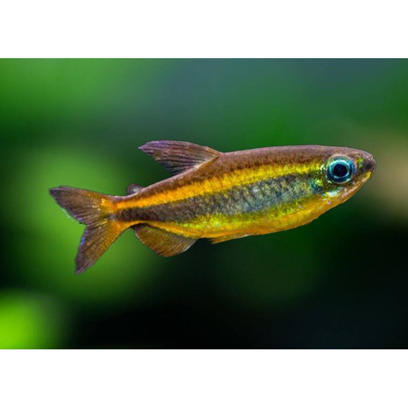 Brown Congo Tetra - Phenacogrammus aurantiacus