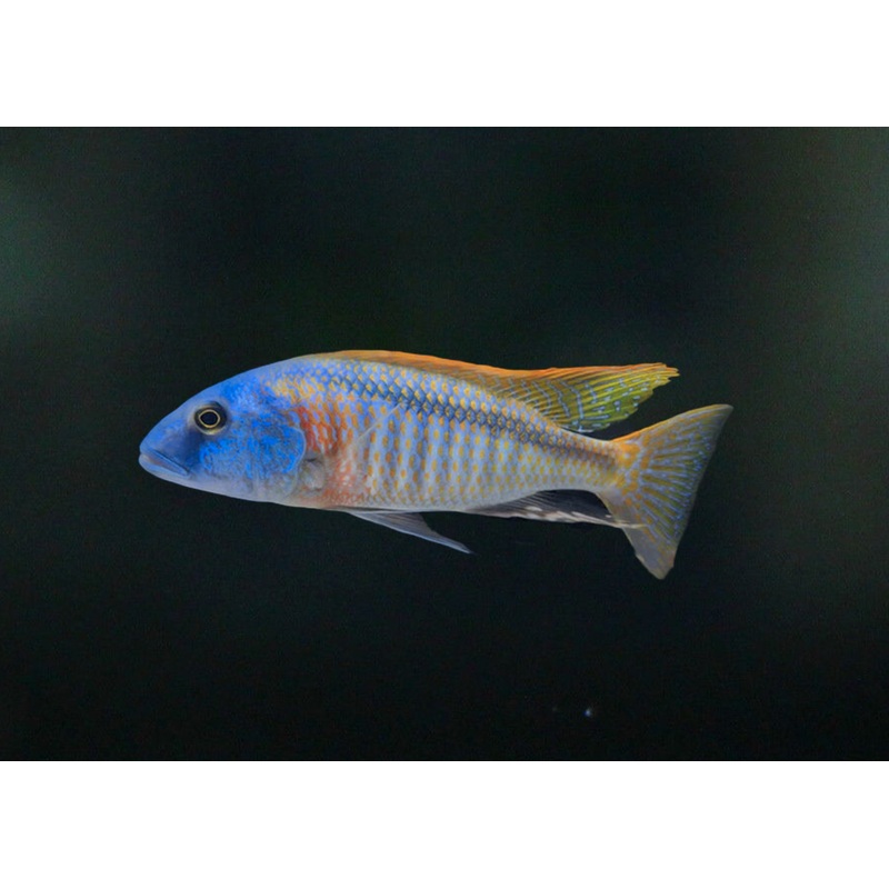 Buccochromis Rhoadesii