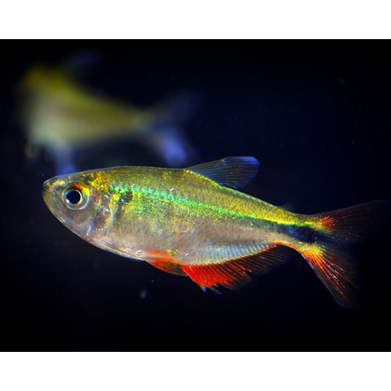 Buenos Aires Tetra
