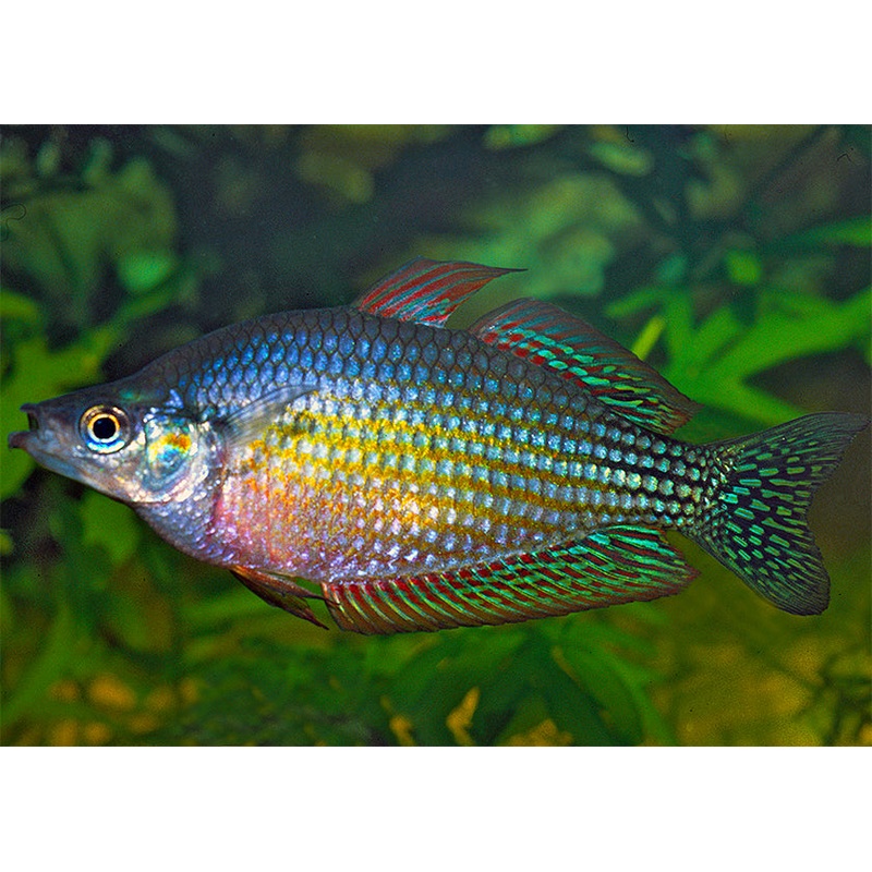 Checkered Rainbowfish - Mary River