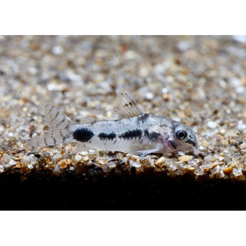 Corydoras - Habrosus