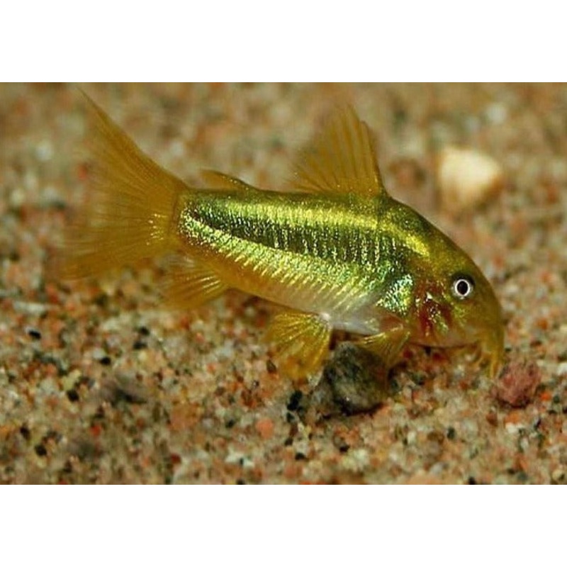 Corydoras Neon Gold Stripe