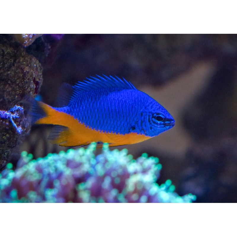 Damsel - Kupang
