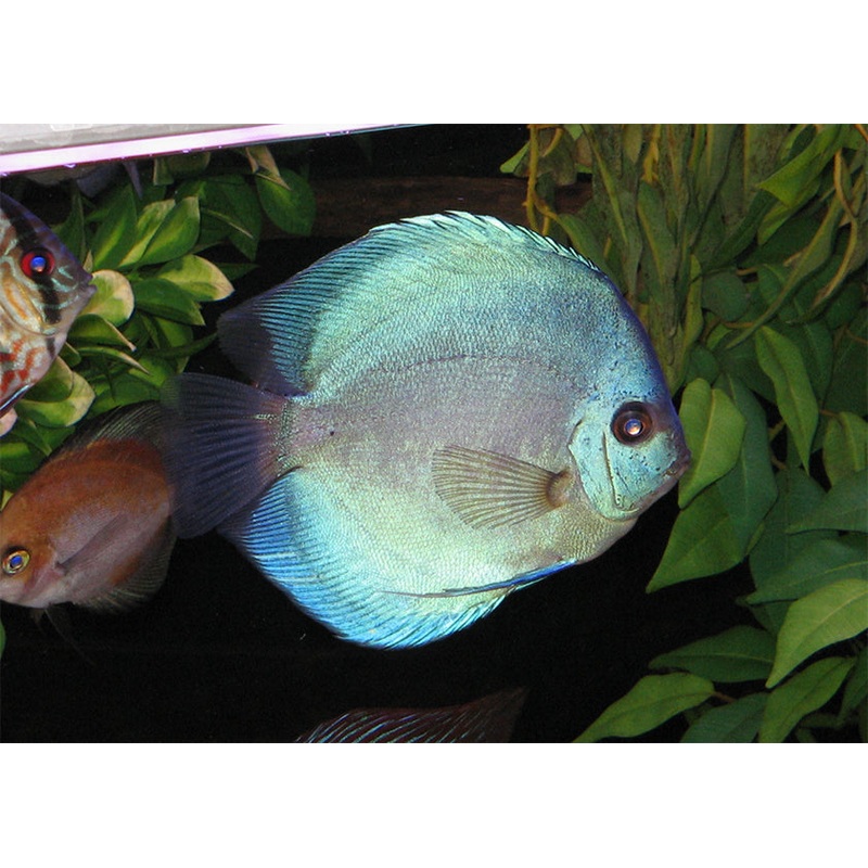 Discus Blue Diamond