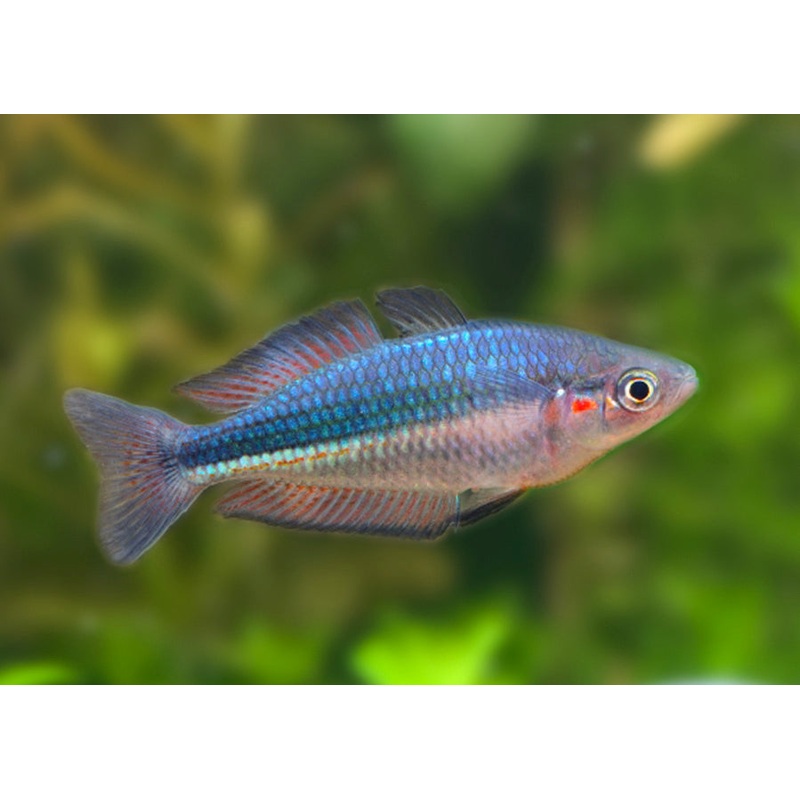 Duboulays Rainbowfish - Schnapper Ck - M. Duboulayi