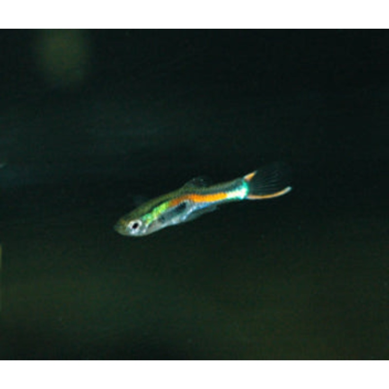 Endler Guppy Pair
