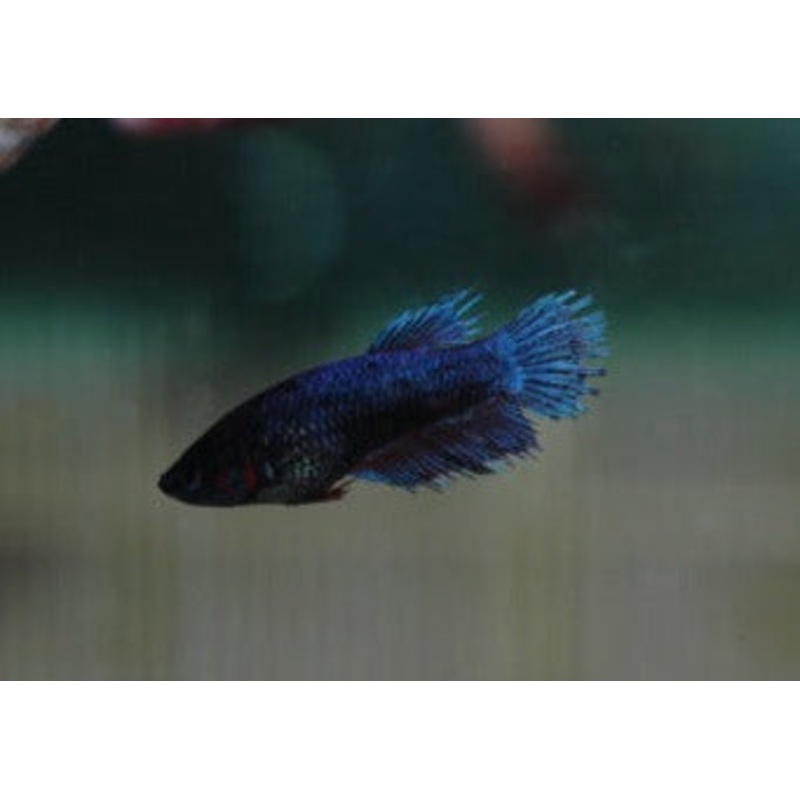 Fighter Female Crowntail