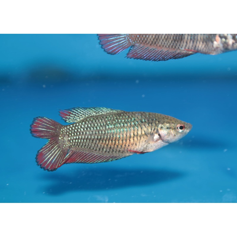 Fighter Female Double Tail Halfmoon