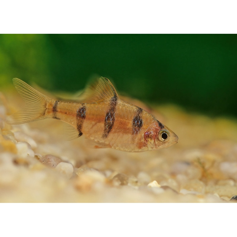 Five Banded Barb