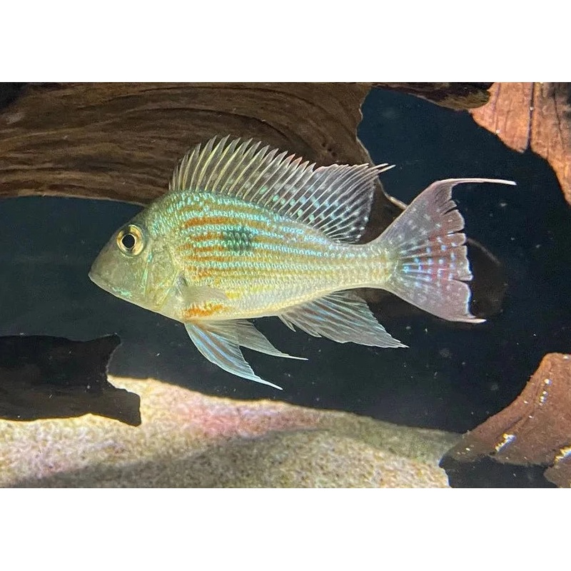 Geophagus Sveni