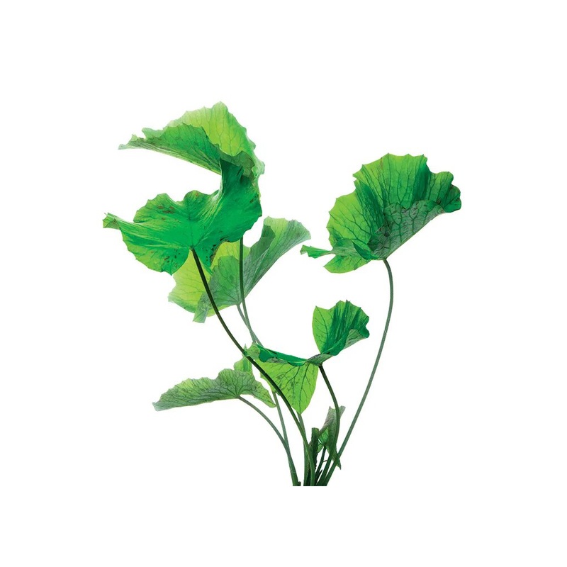 Green Lotus