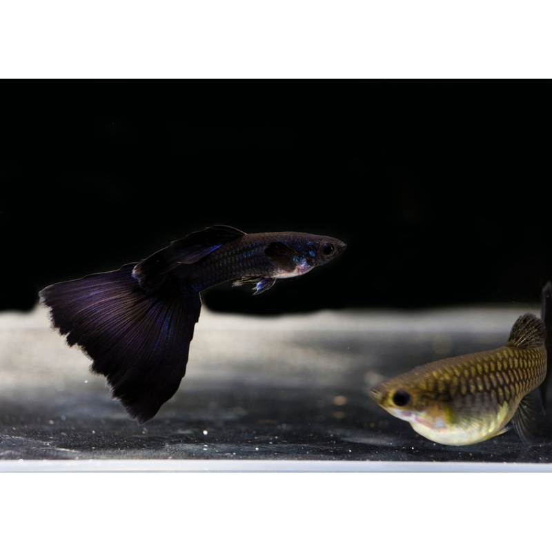 Guppy - Black Moscow (Male)