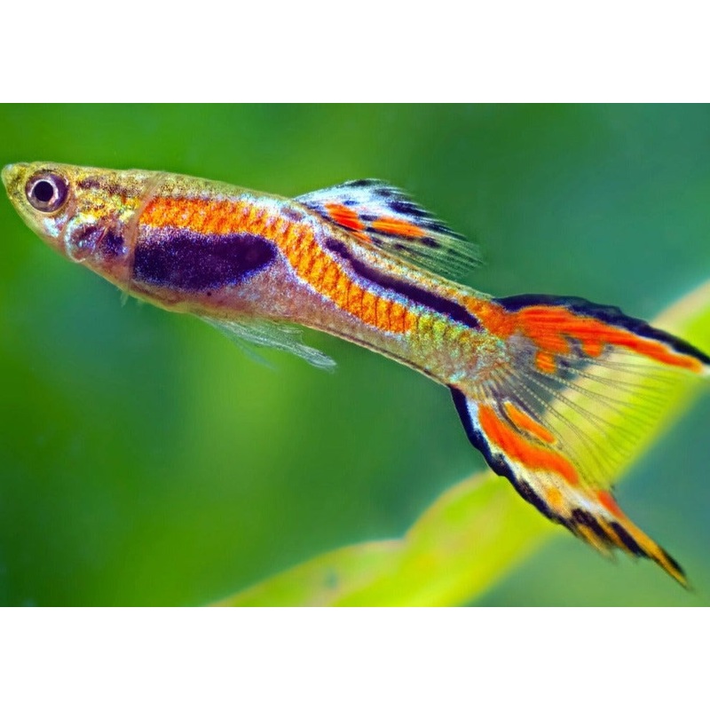 Guppy Endlers