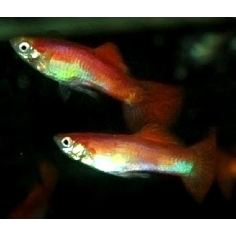 Guppy Male Red Blonde
