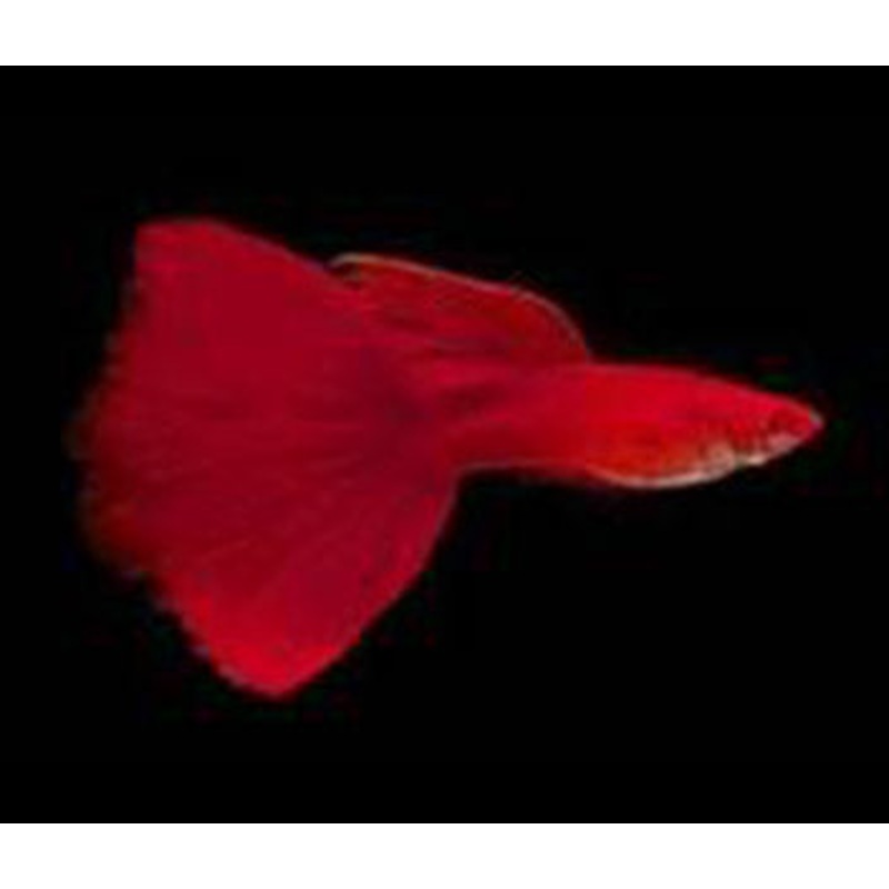 Guppy Red Moscow
