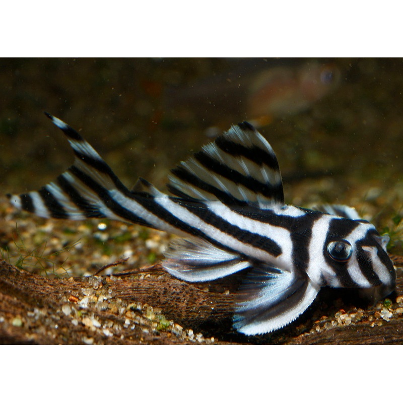 Hypancistrus Sp. L046 (Zebra Pleco)