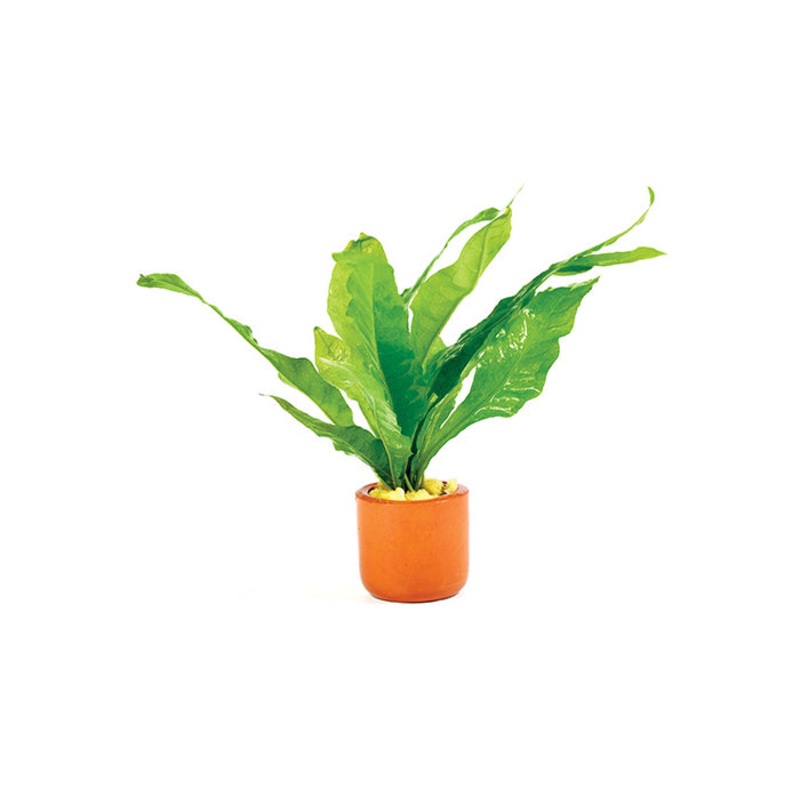 Java Fern - Microsorium in Terracotta Pot