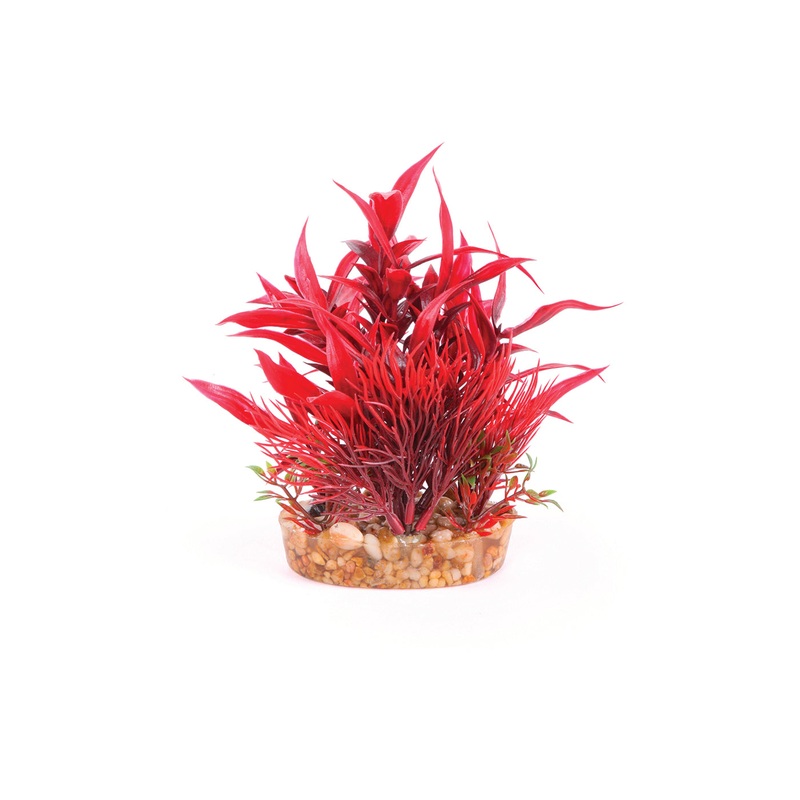 Kazoo Red With Assorted Leaf Combination Bush