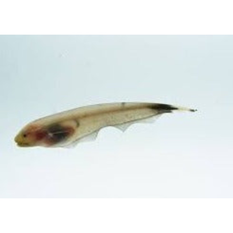 Knife Fish - Gold Ghost