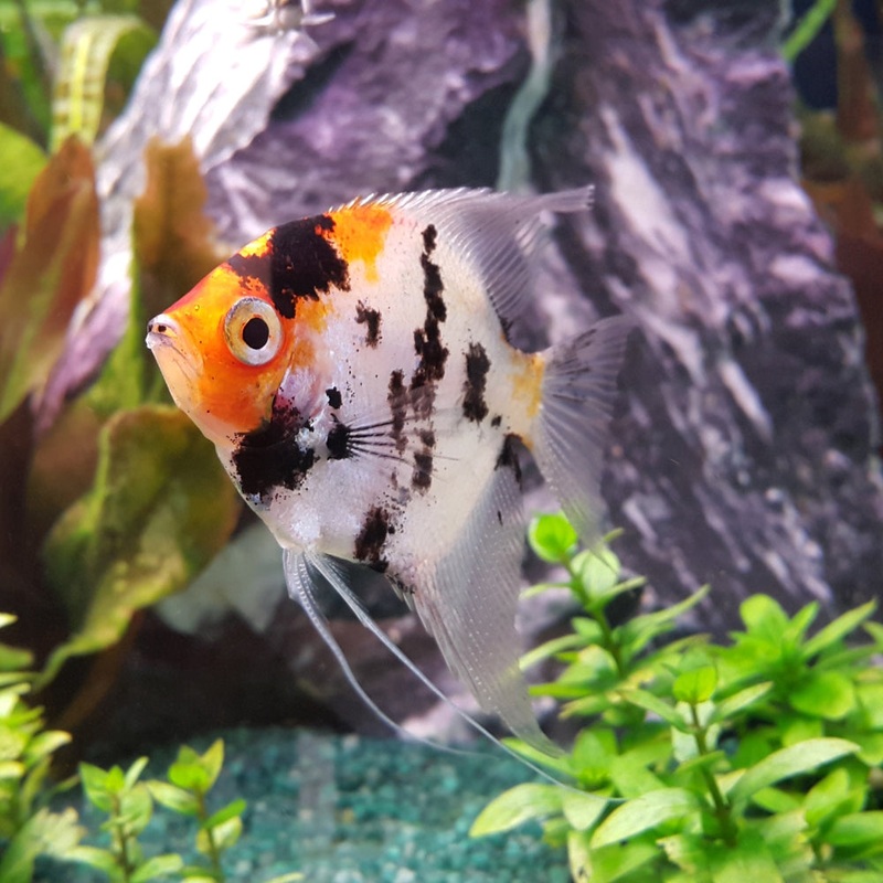 Koi Angel Large
