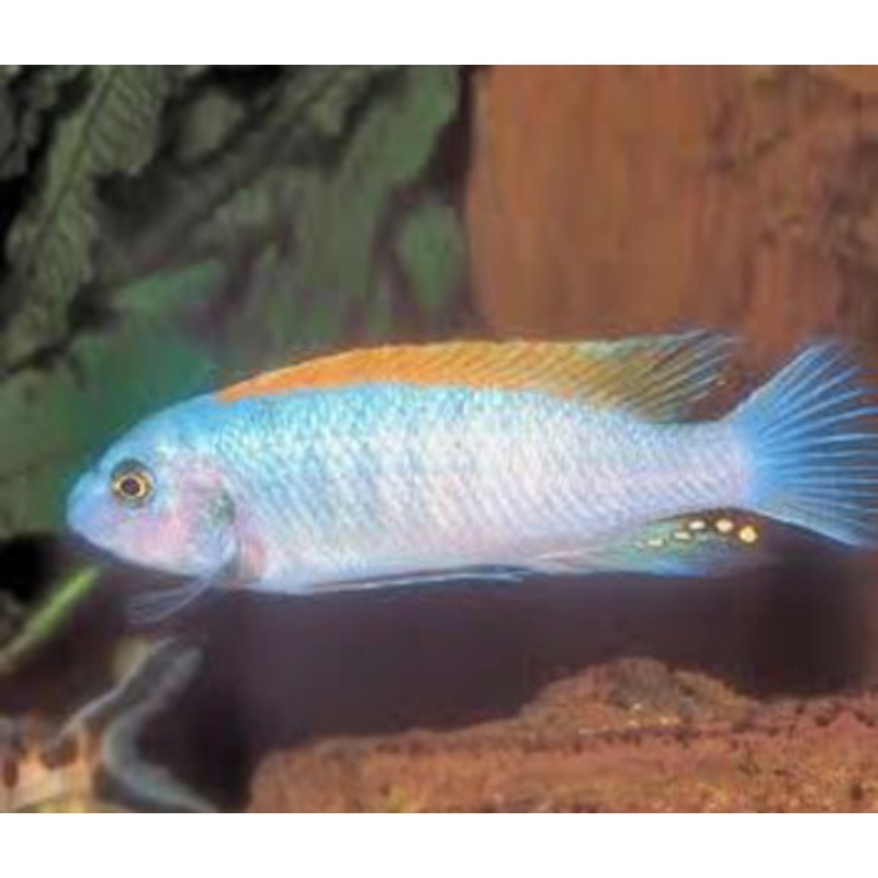 Labeotropheus Trewavasae