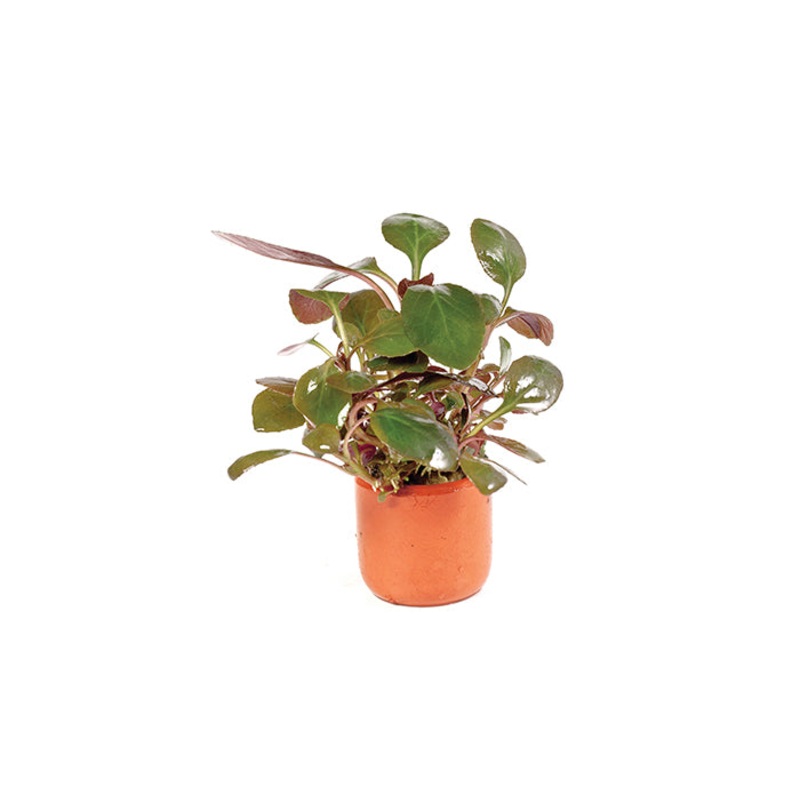 Lobelia Cardinalis in Mesh Pot