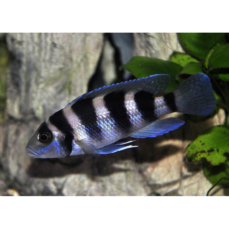 Neolamprologus Tretocephalus