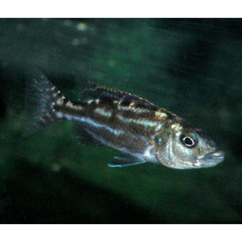 Nimbochromis Fuscotaeniatus