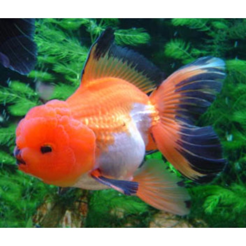 Oranda Tricolour