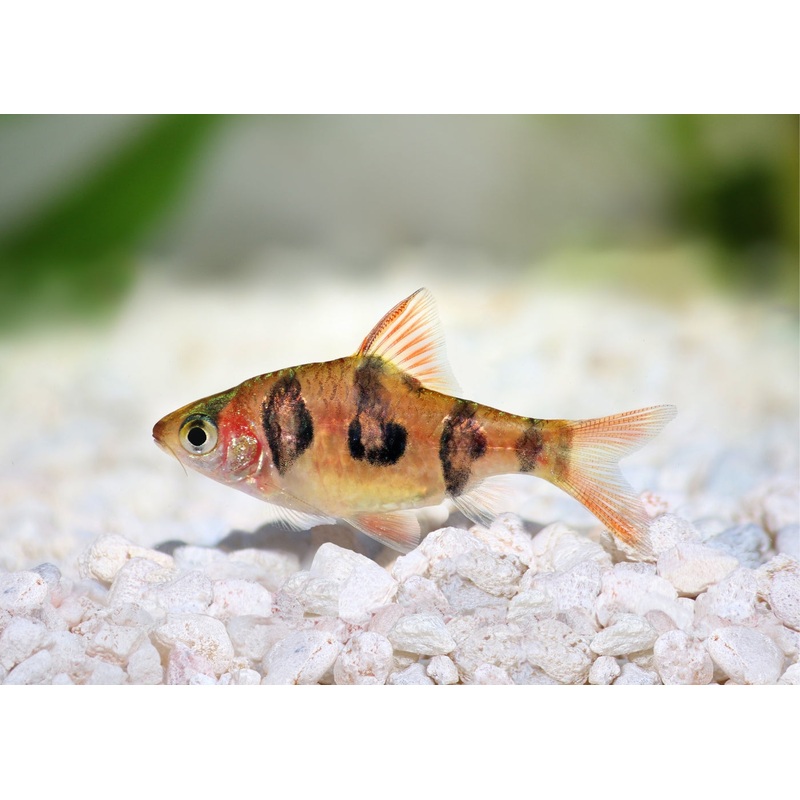 Orange Buffalo Barb