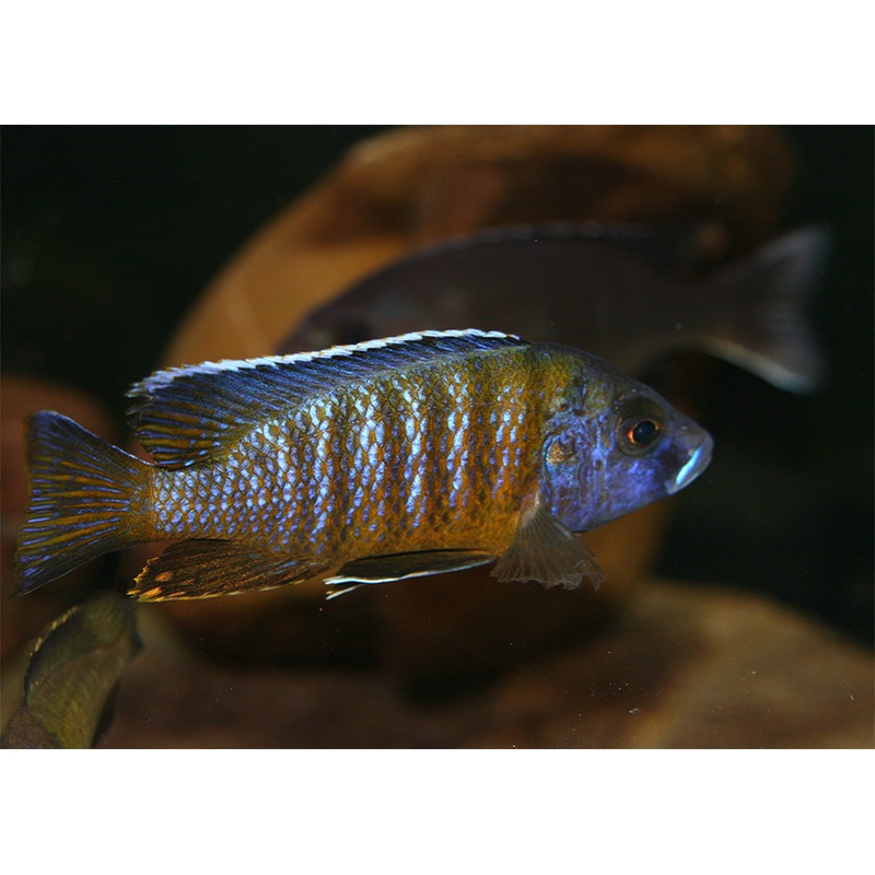 Peacock Cichlid - Blue