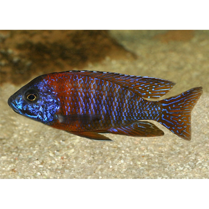 Peacock Cichlid - Red