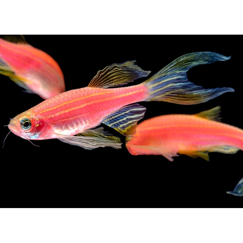 Pink Zebra Danio Longfin