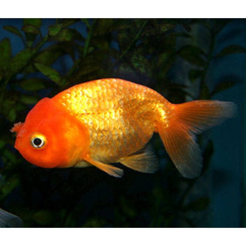 Ranchu Red