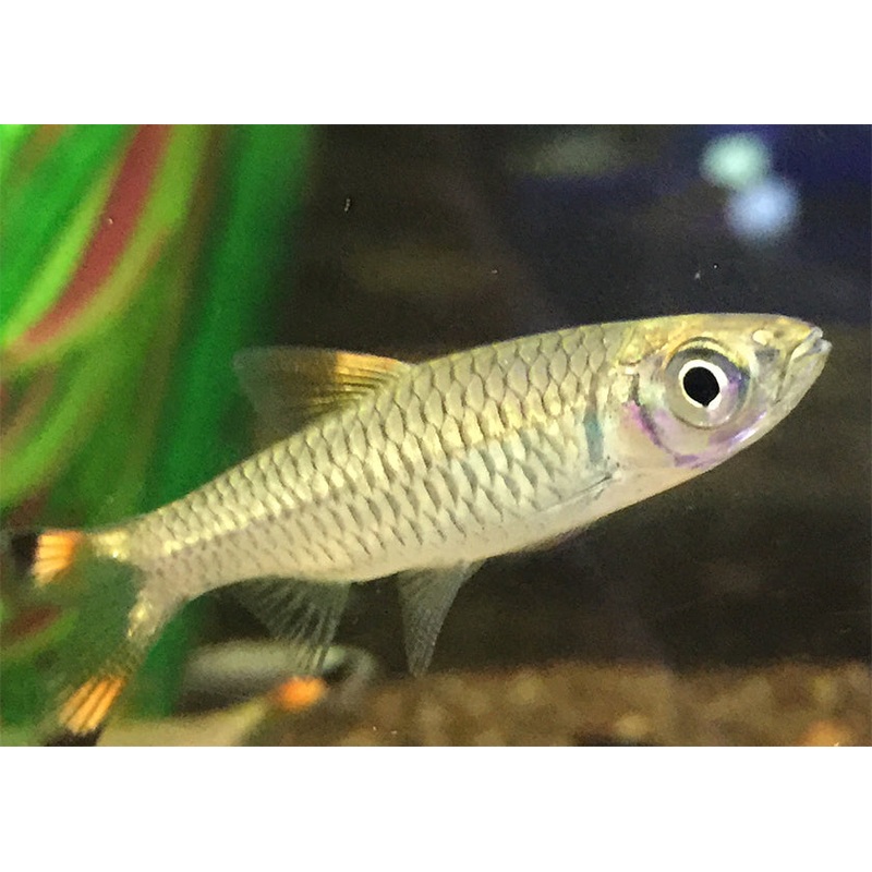 Red Scissortail Rasbora