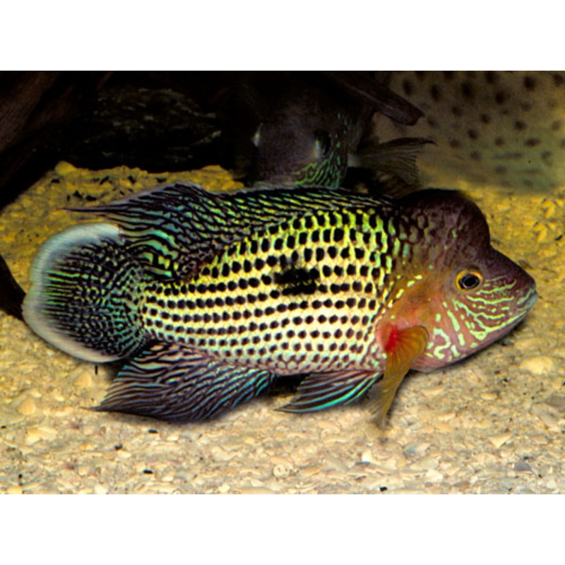 Rivulatus (Green Terror)