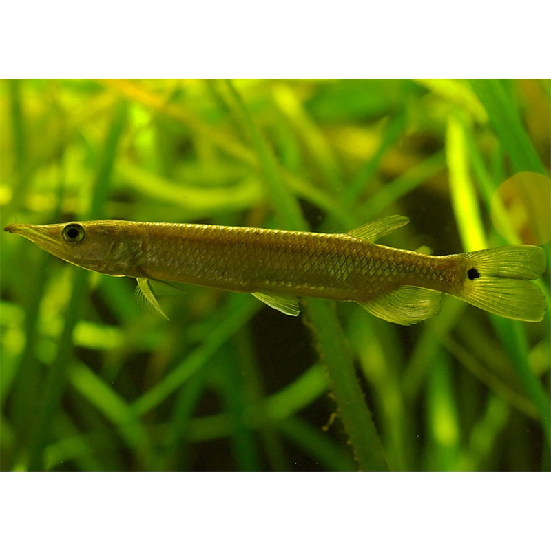 Rocket Tail Garfish
