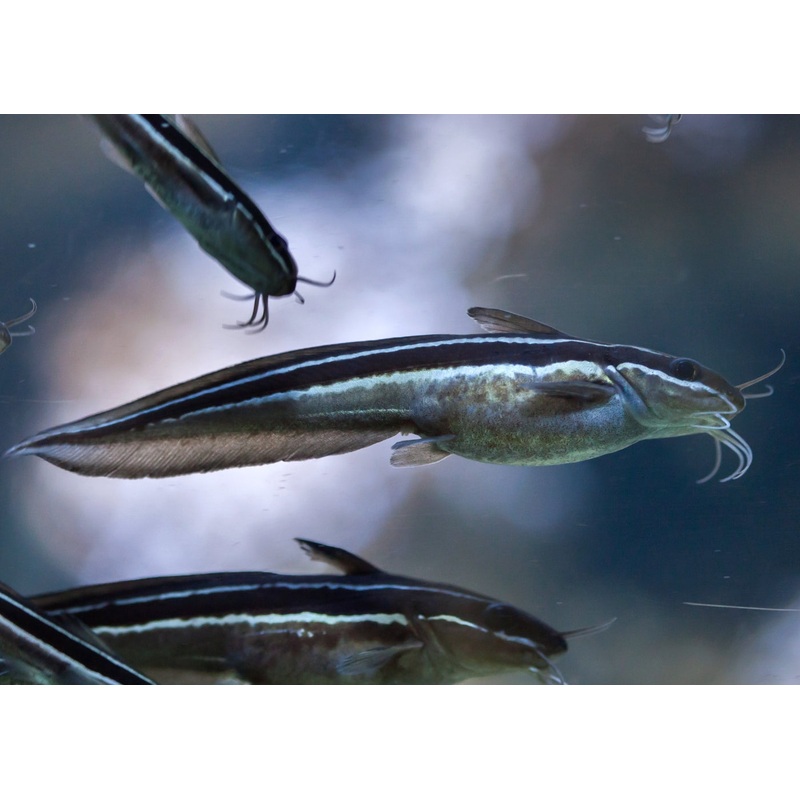 Striped Coral Catfish