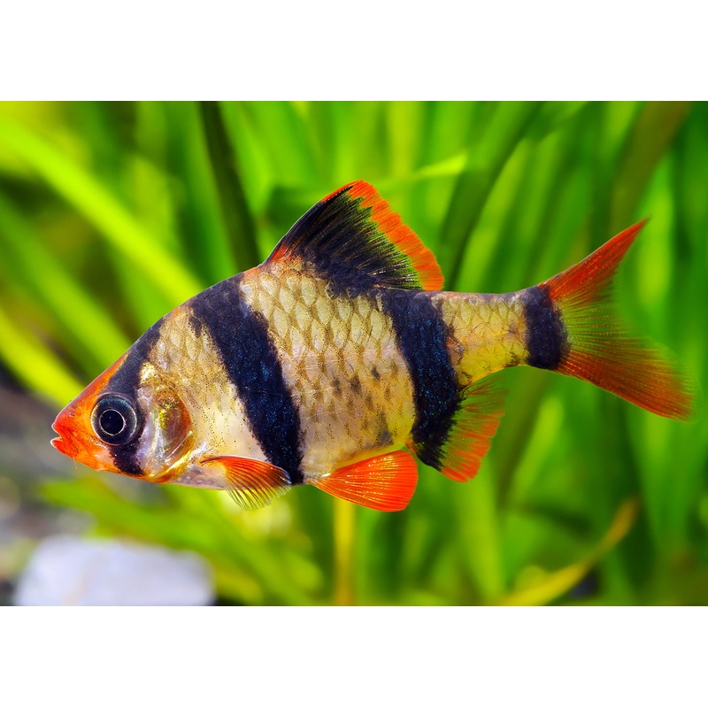 Tiger Barb Special (3 for $10)