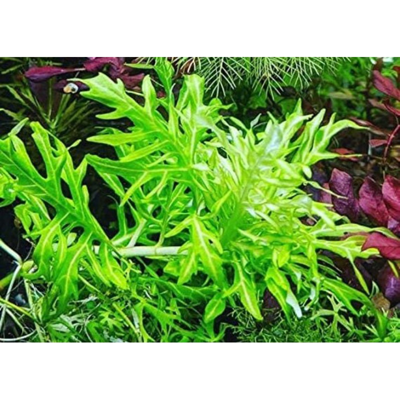 Varigated Hygrophila