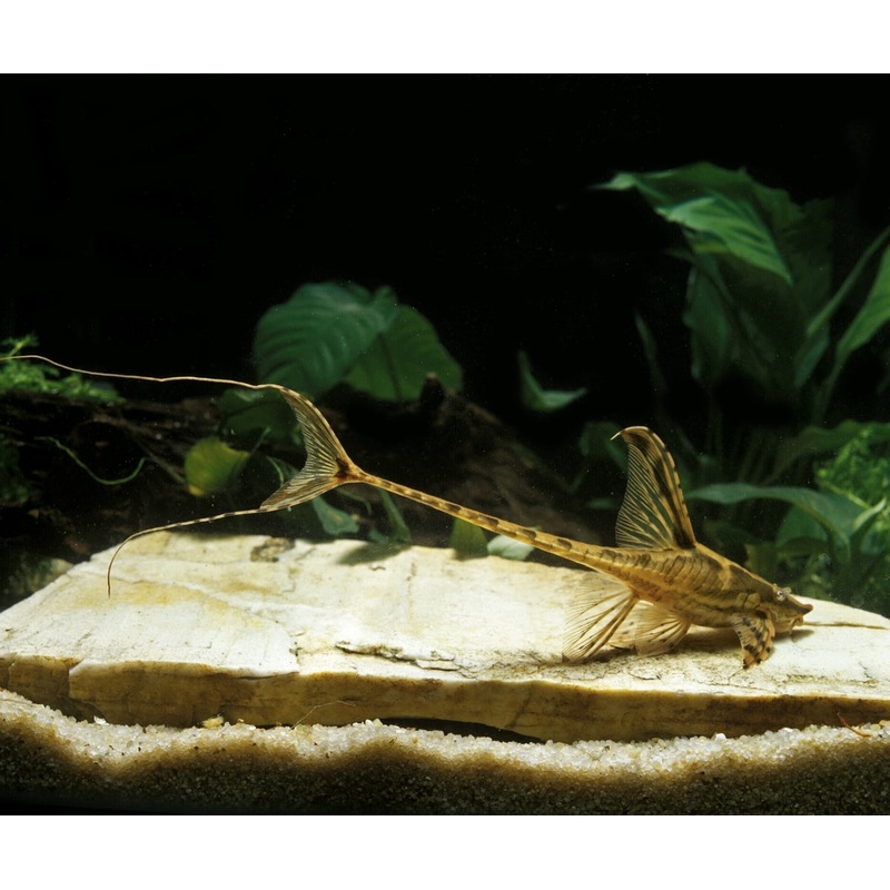 Whiptail Catfish